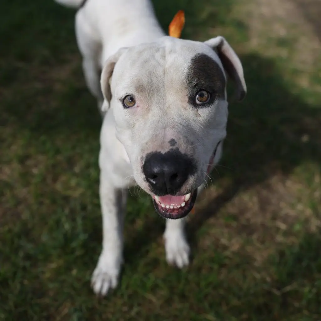TULIO