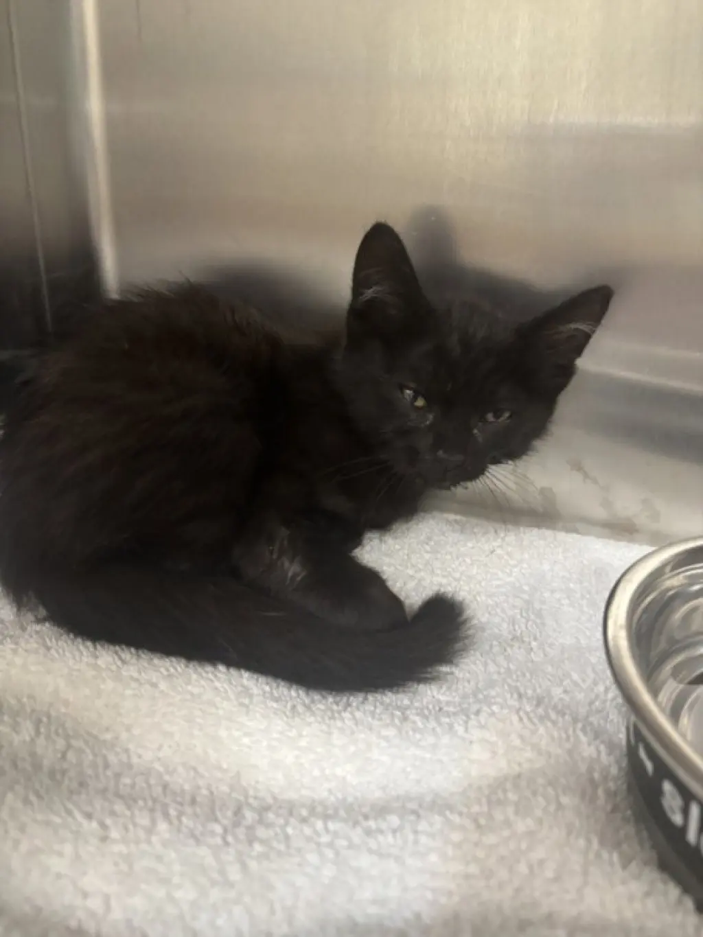 GRIFFIN