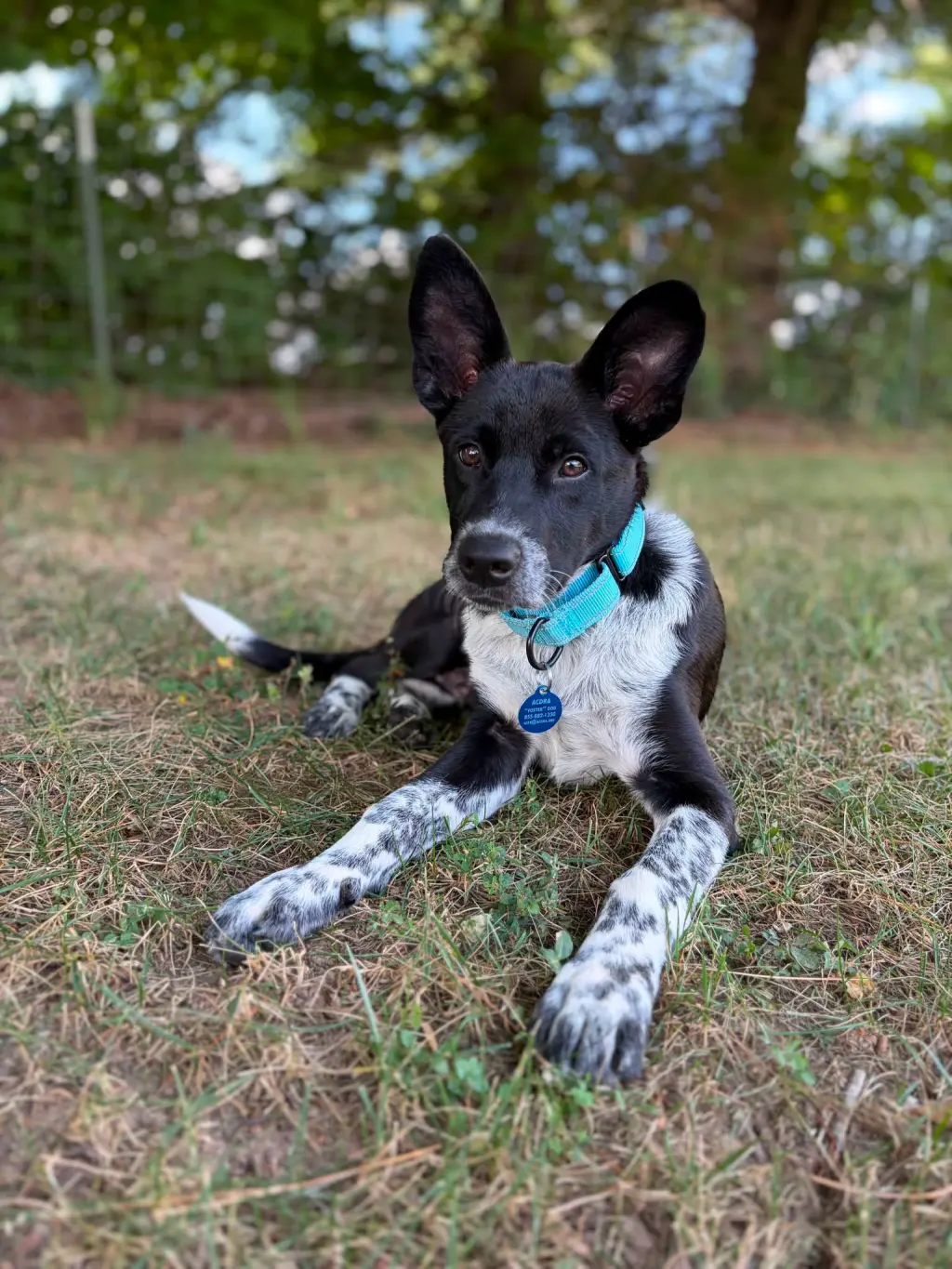 Sam (a courtesy listing in Bardstown, Kentucky)