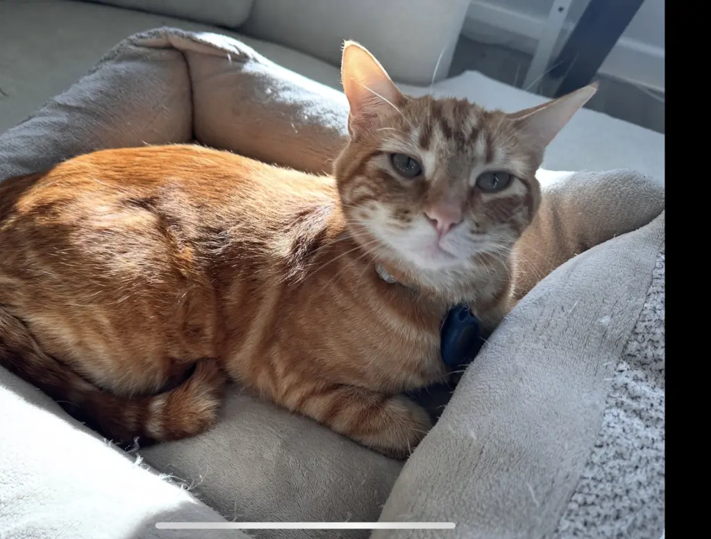 Milo