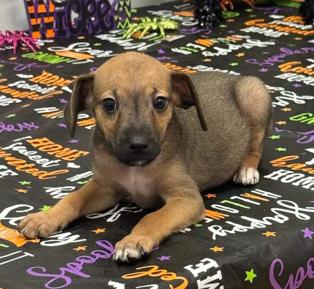 Tilly (NY-Sarah)