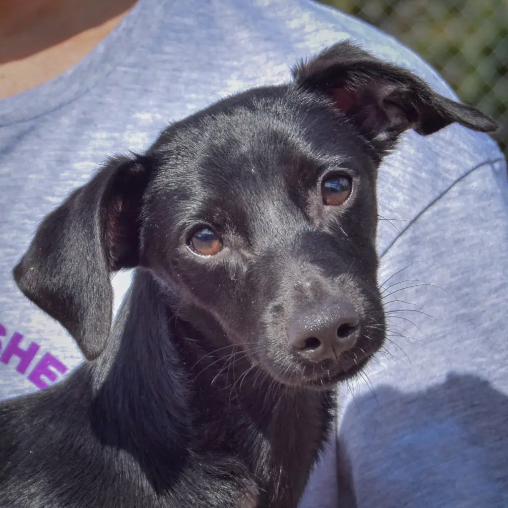 Max