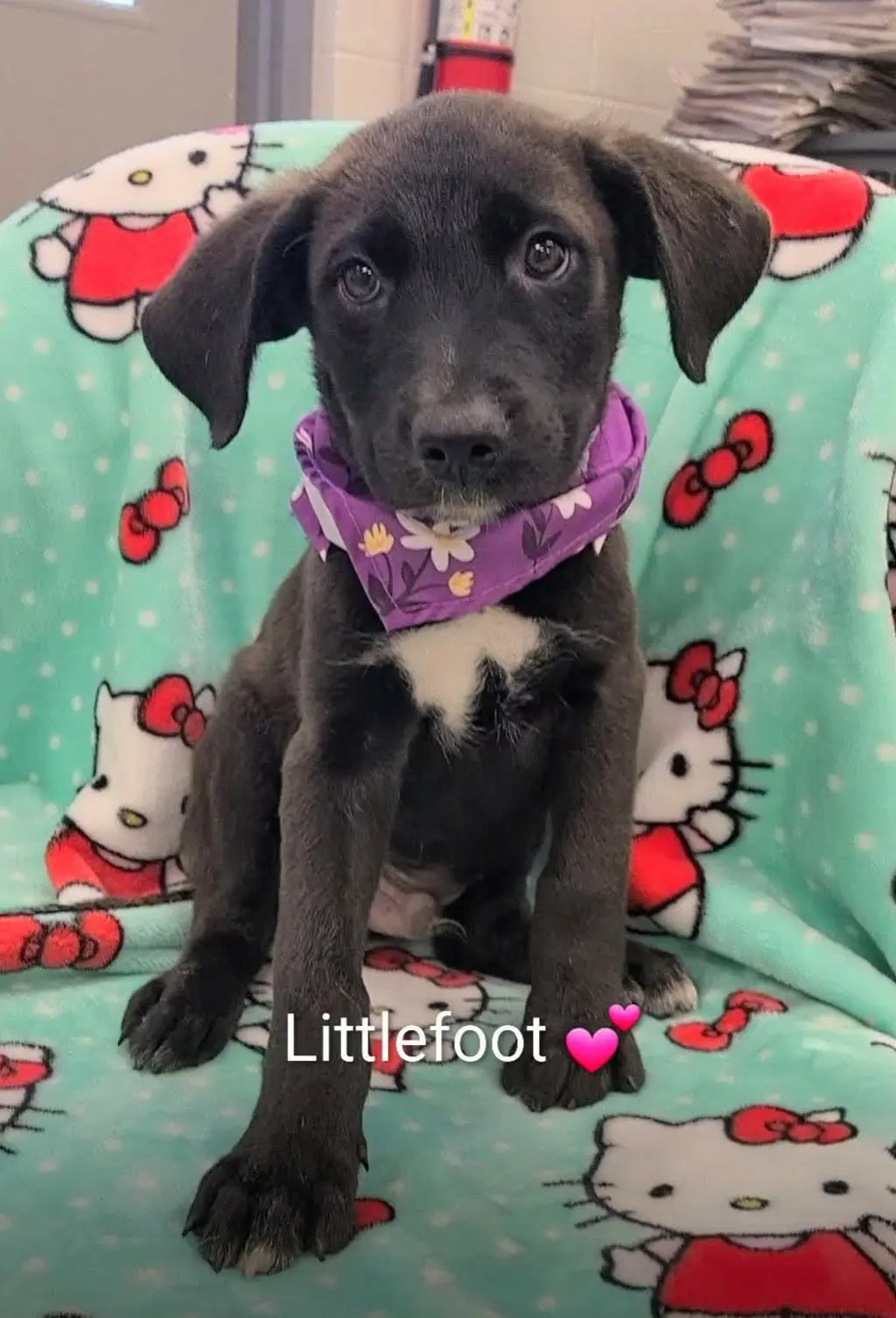 Littlefoot (NY-Danielle)