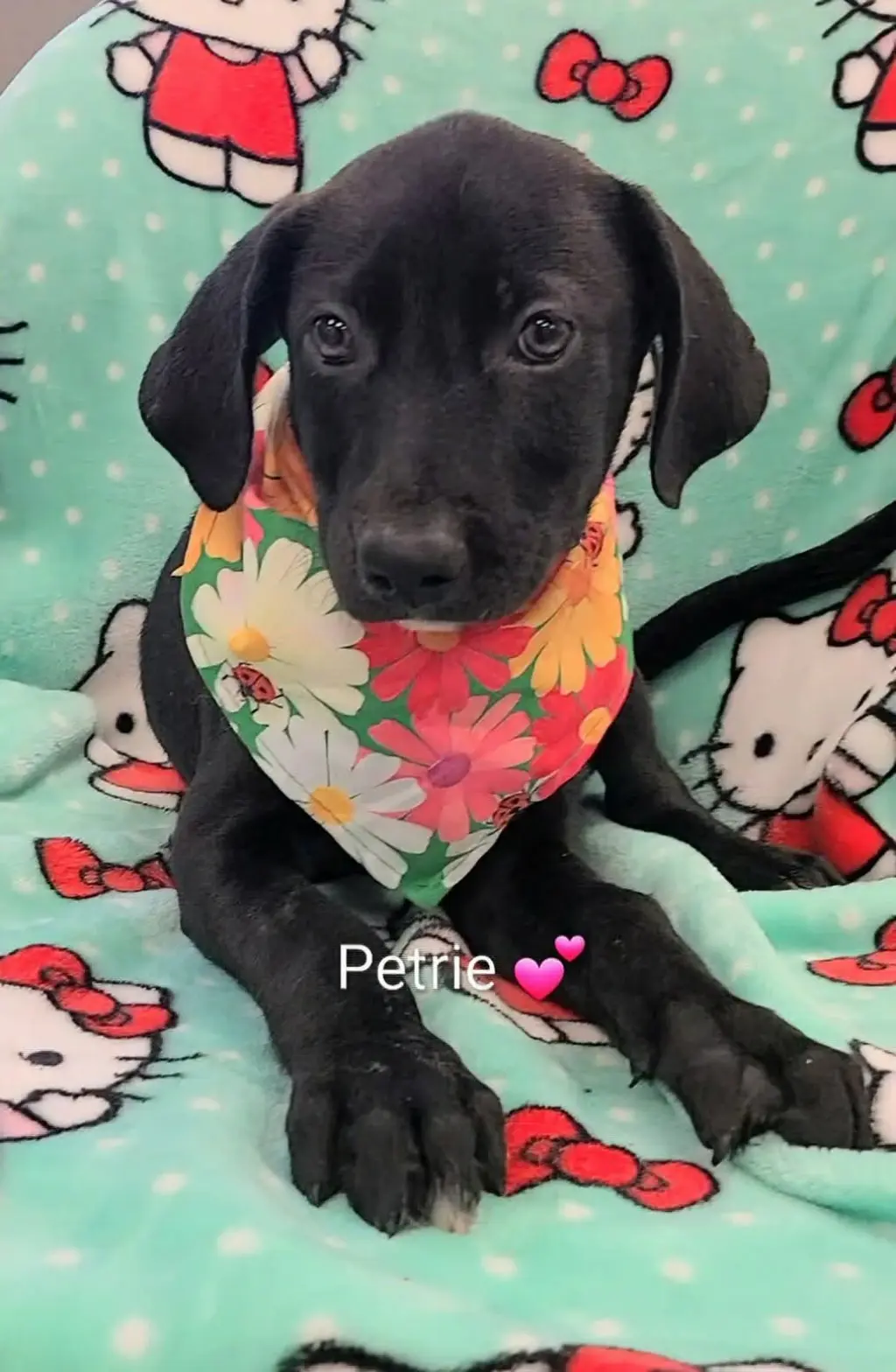 Petrie (NY-Danielle)