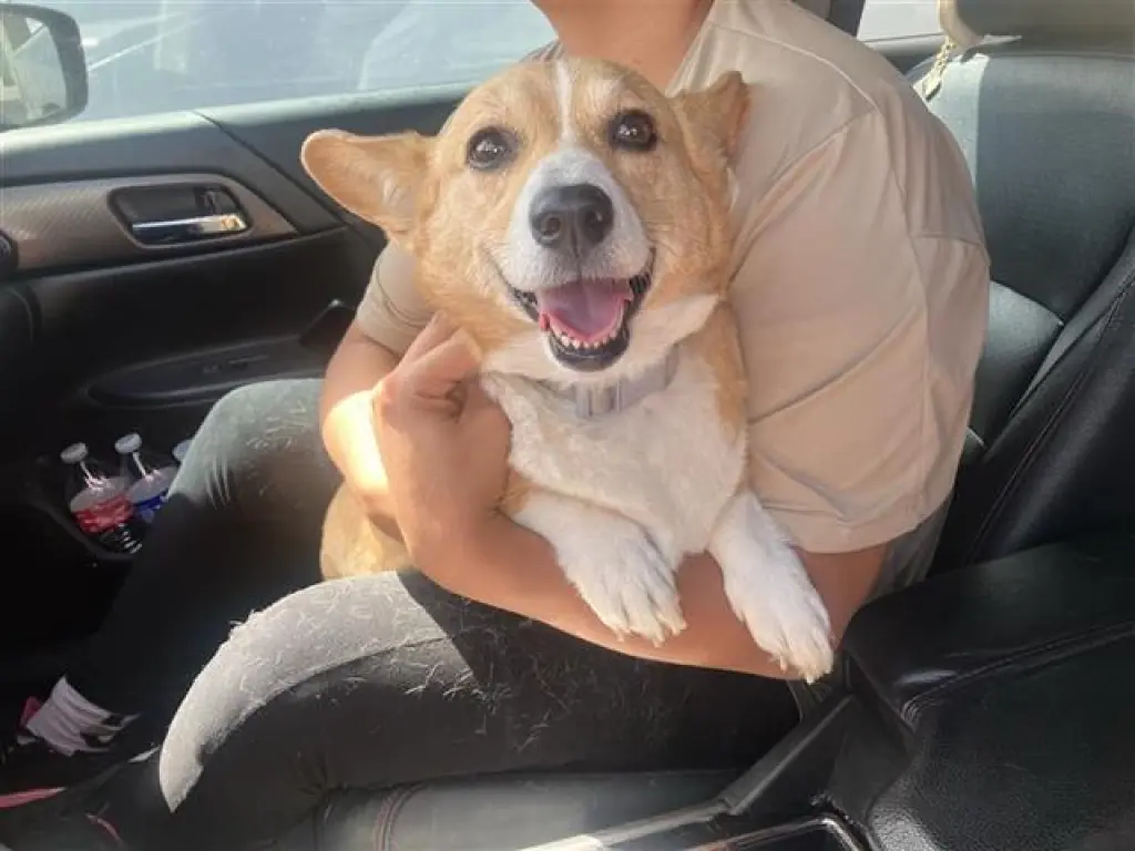 BISCUIT