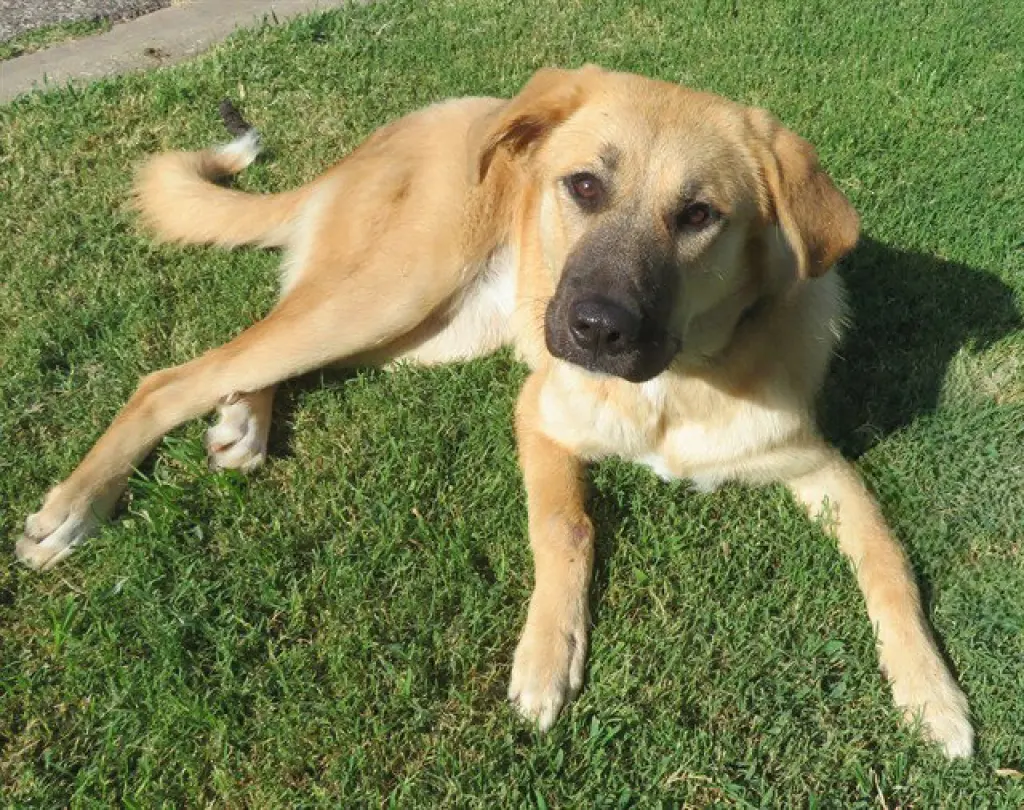 BAILEY