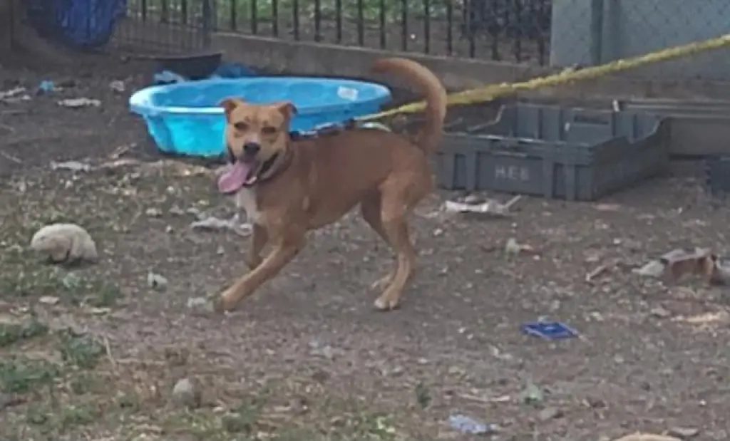 BOY