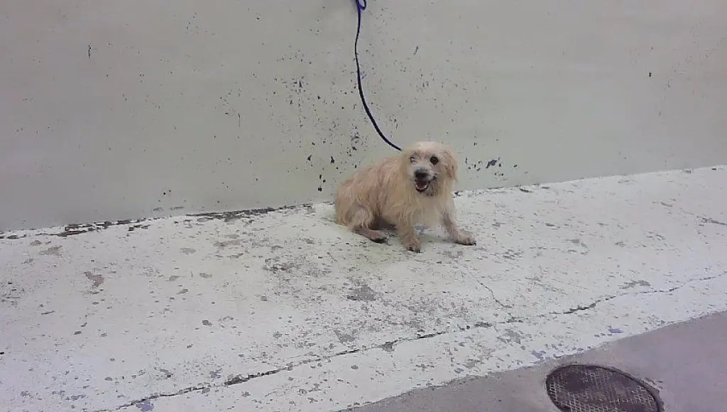 PEANUT