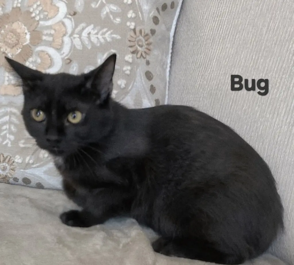 KITTEN BUG