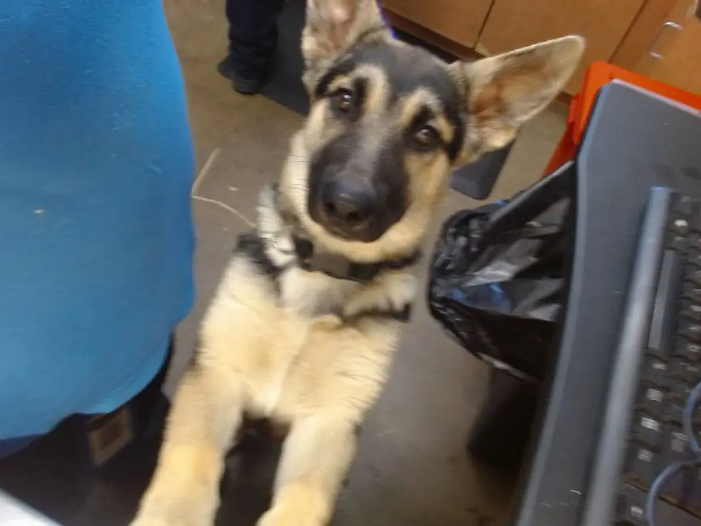 ZORRO