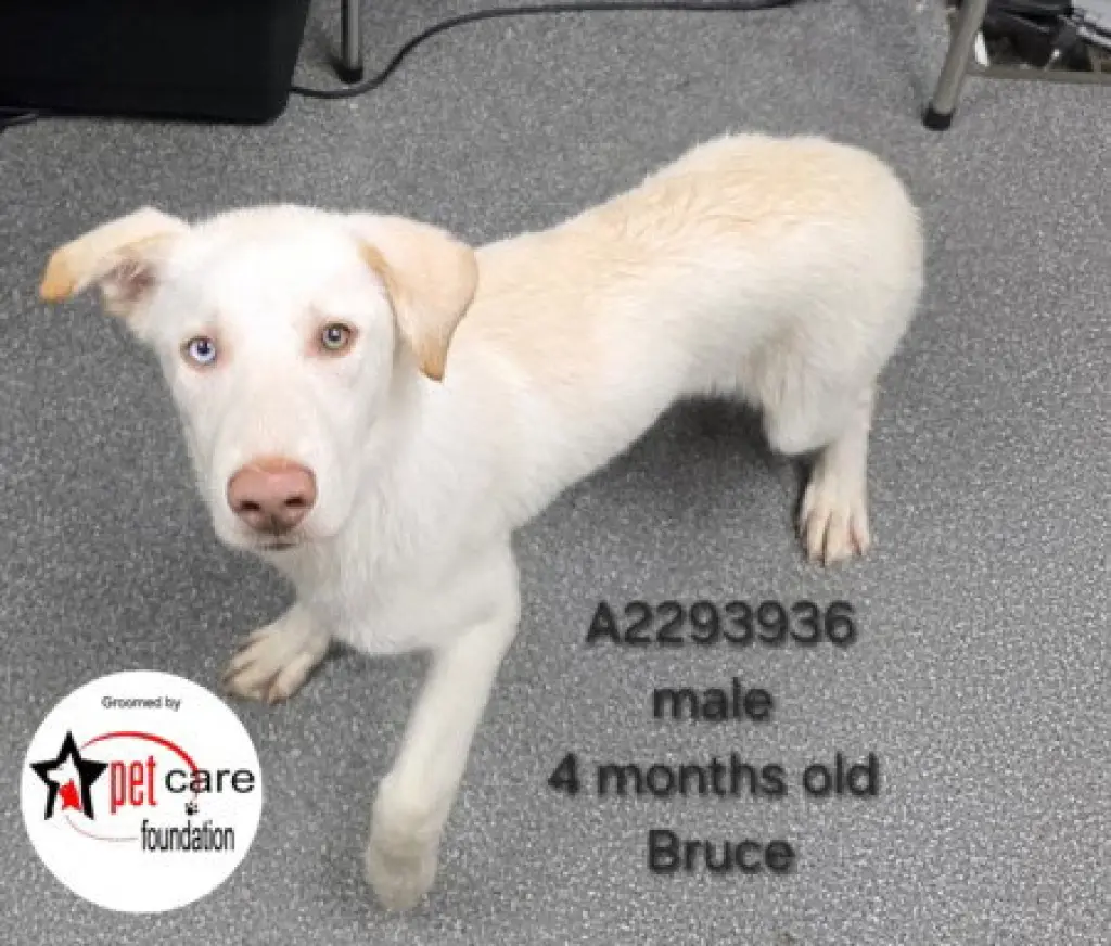 BRUCE