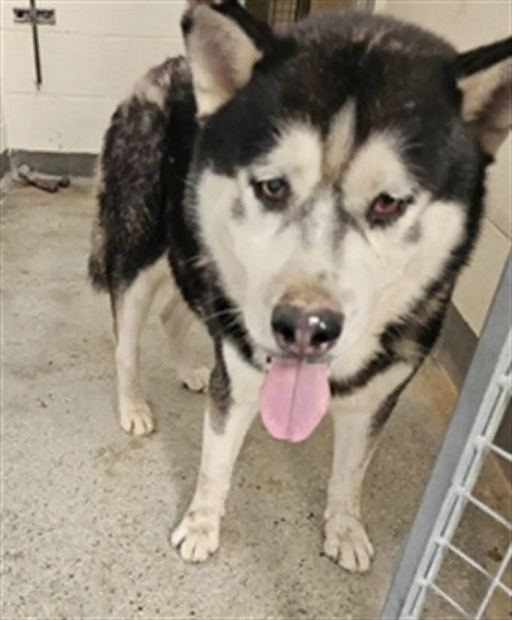 BALTO