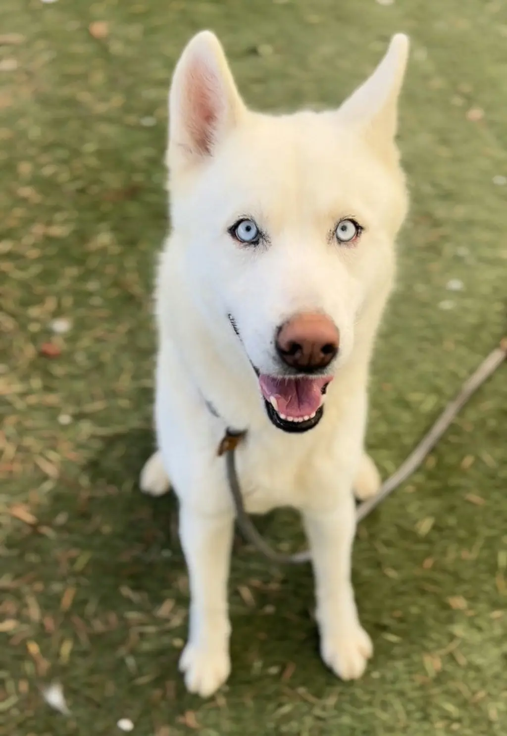 HIRO