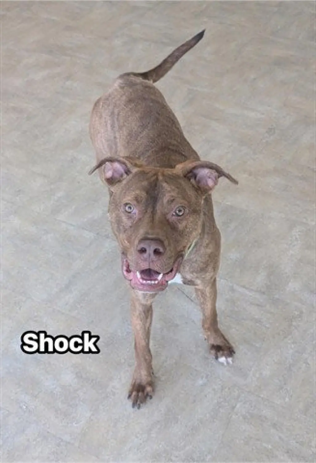 SHOCK