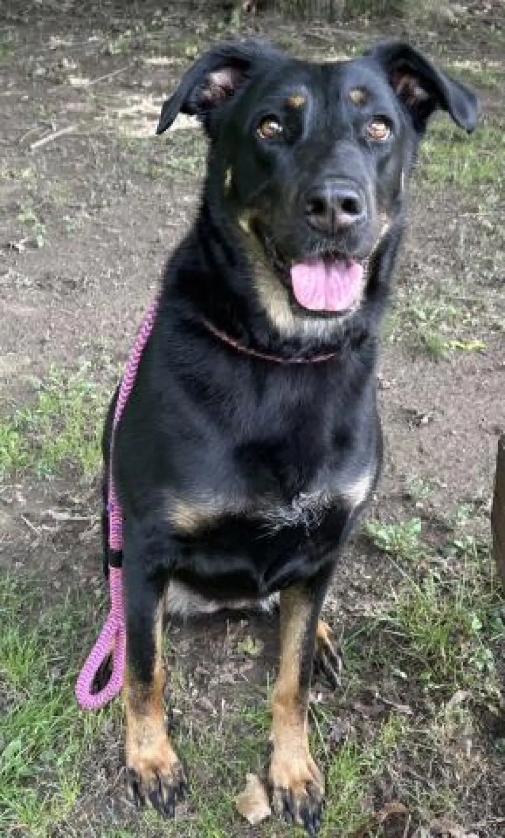 ROXIE