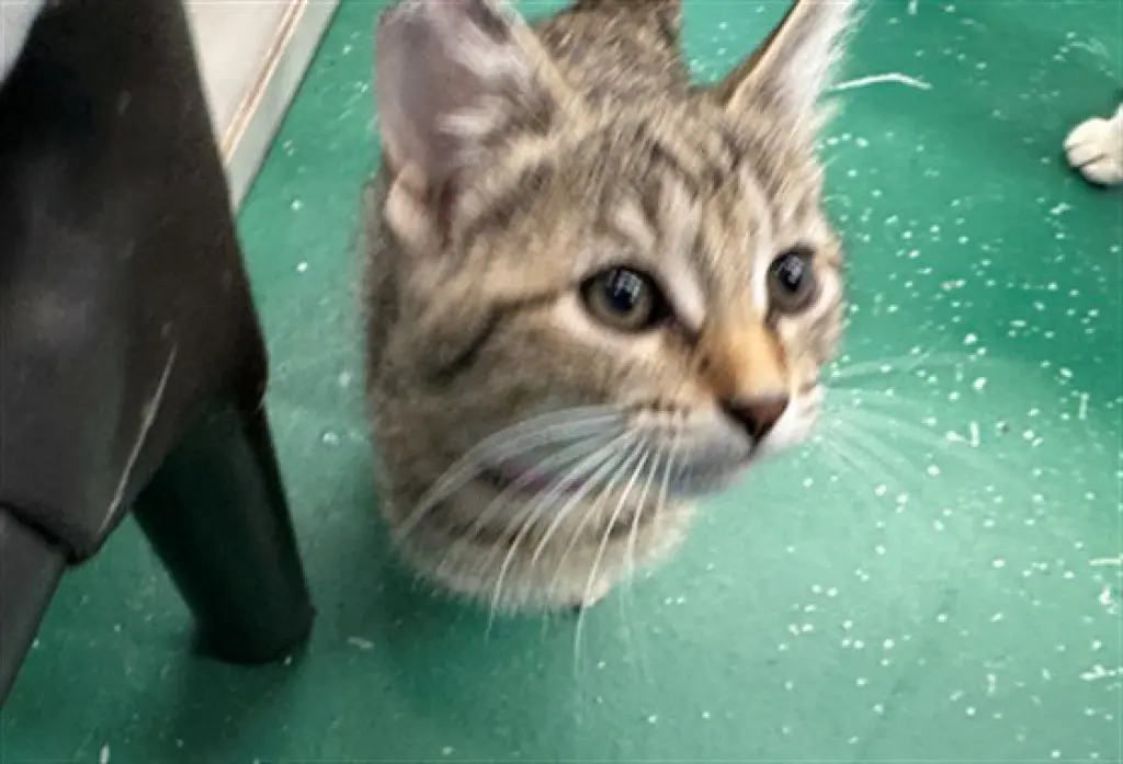 FIELD SUPERVISOR