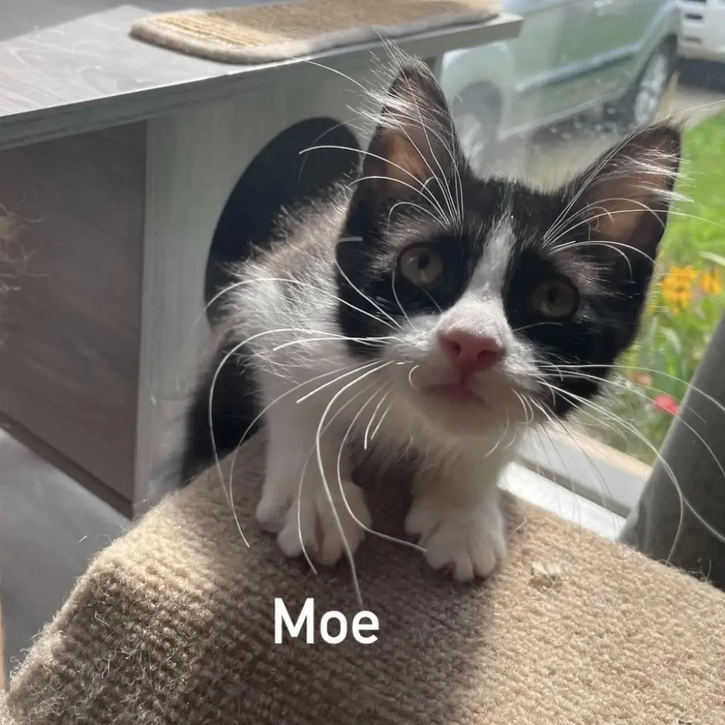 Moe