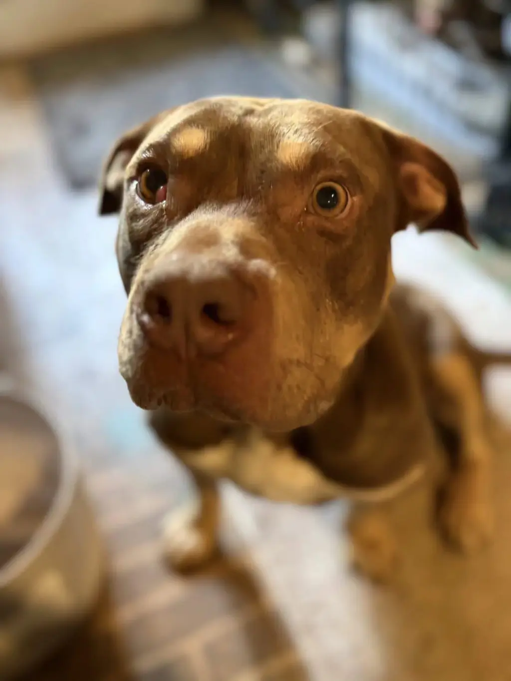 Brownie