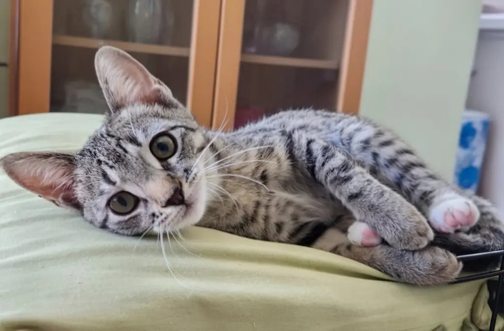 Marti