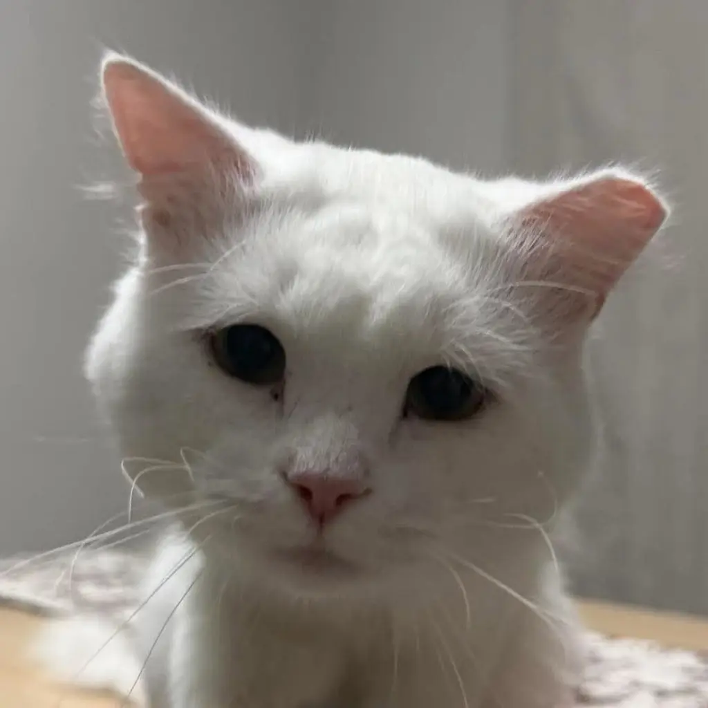 Casper