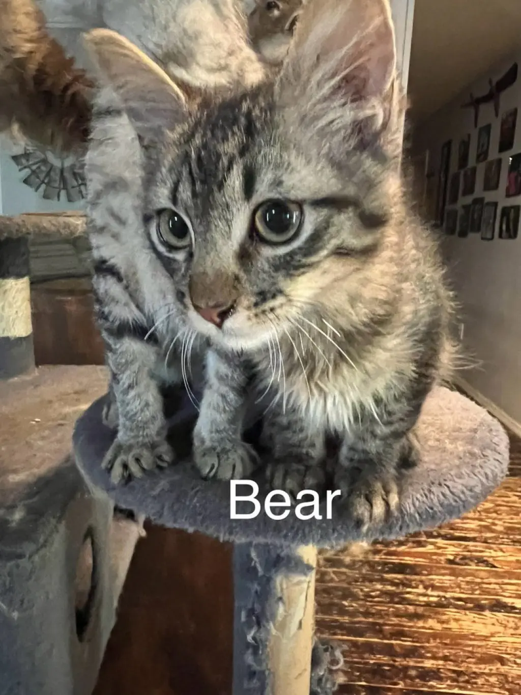 Bear