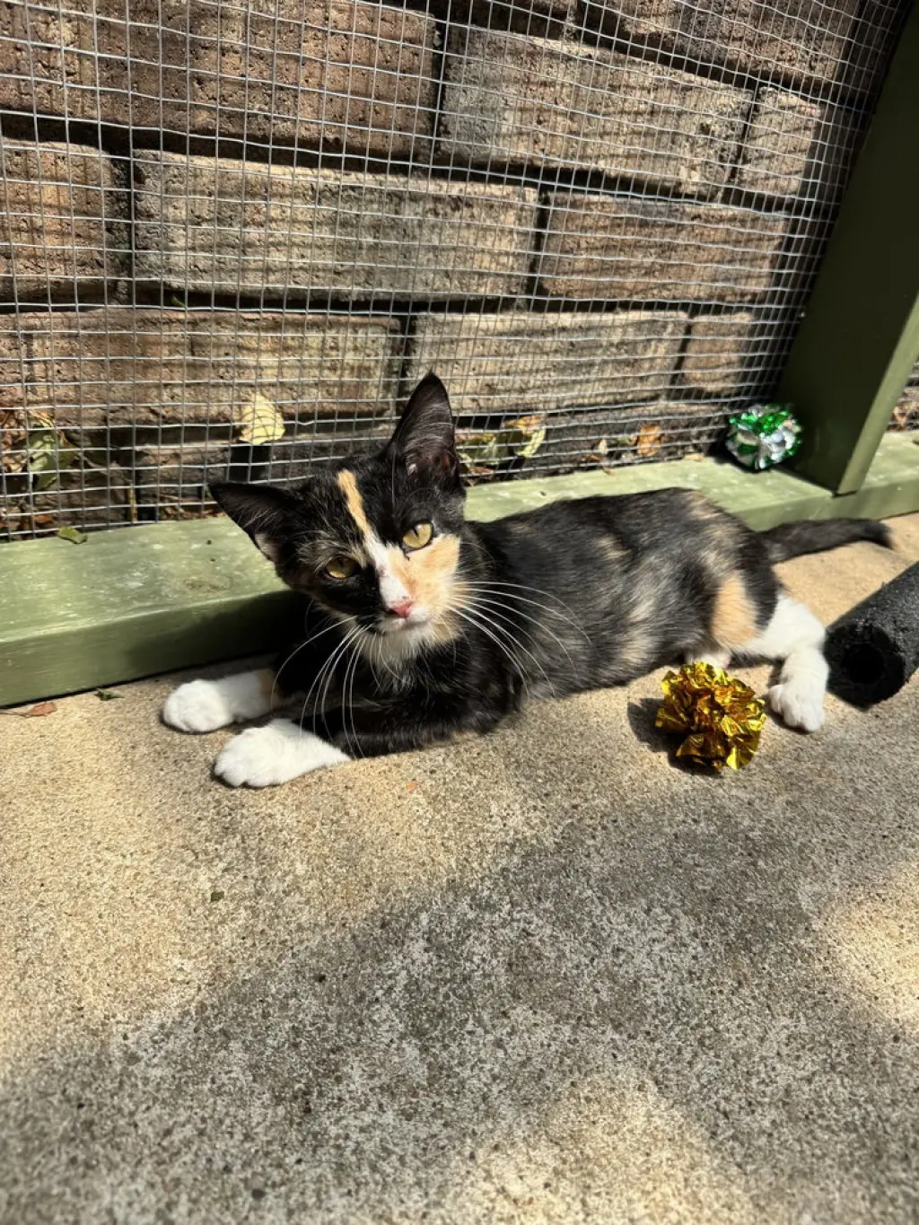 Phoebe