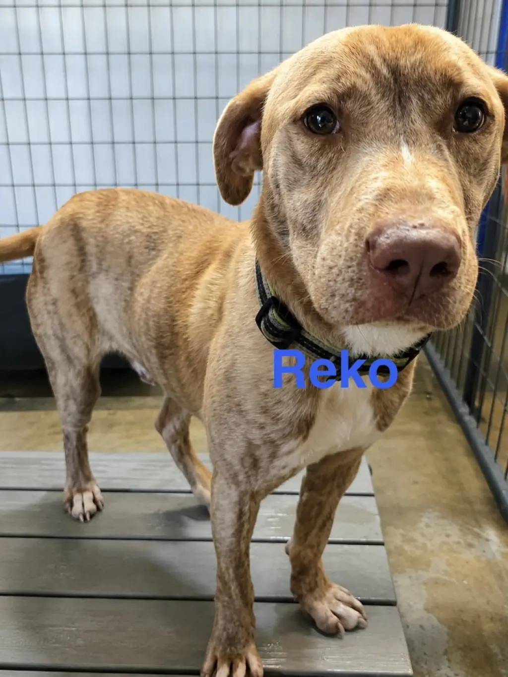 Reko