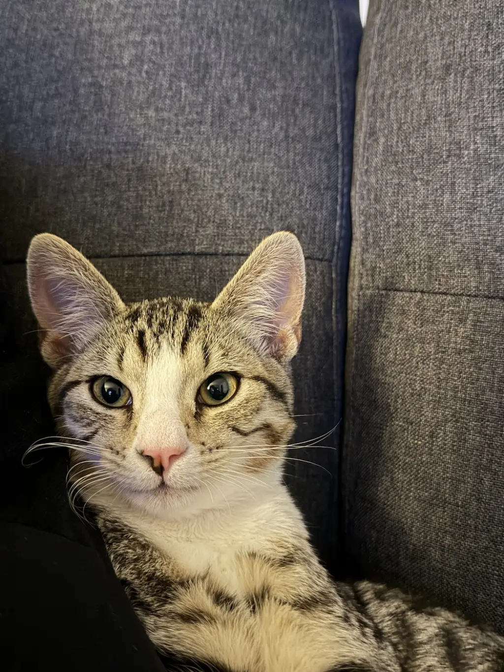 Juniper