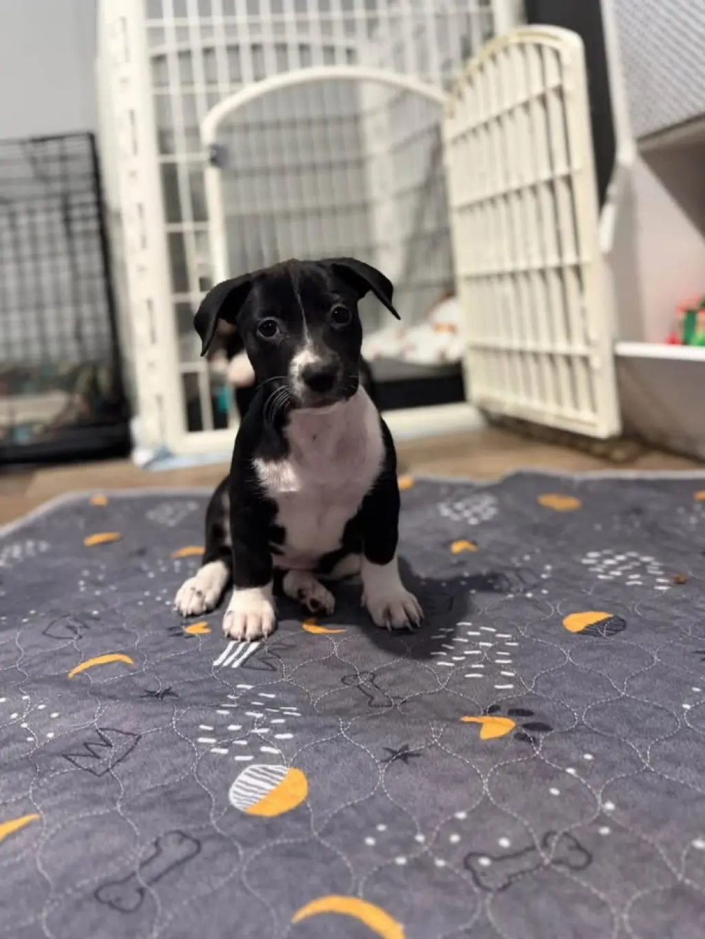 Oreo
