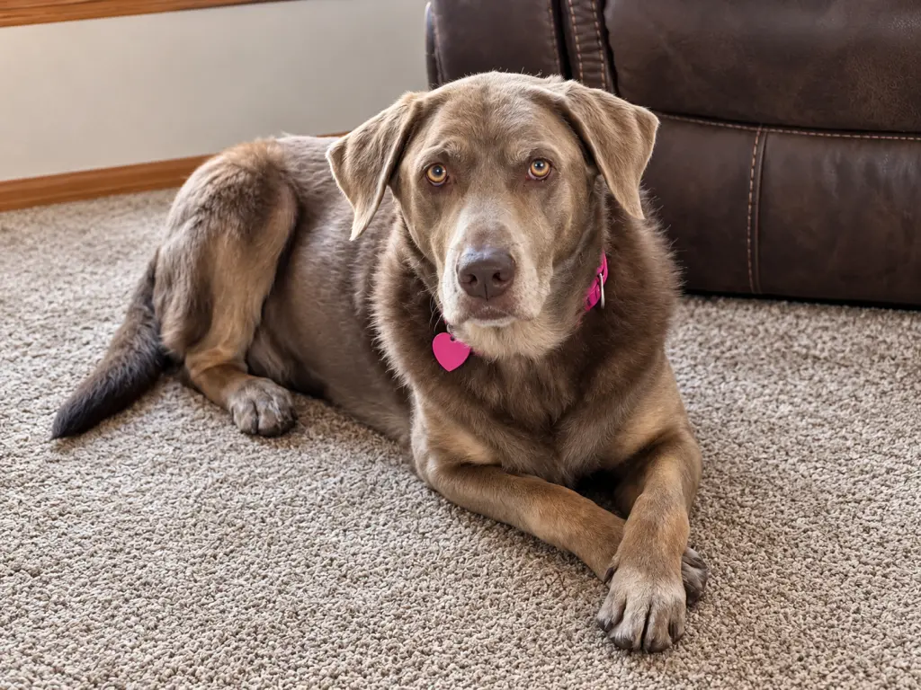 Gracie