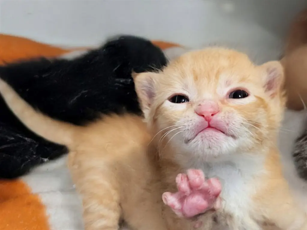 TIGGER