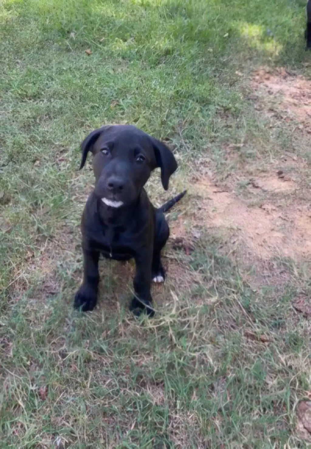 Lila