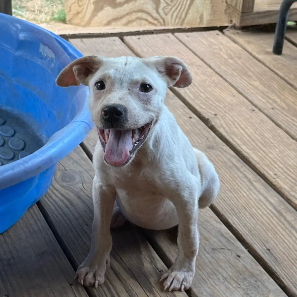 Lacey- attention is her love language