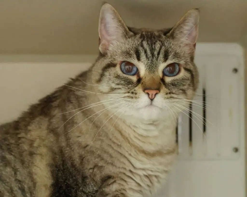 MIMI