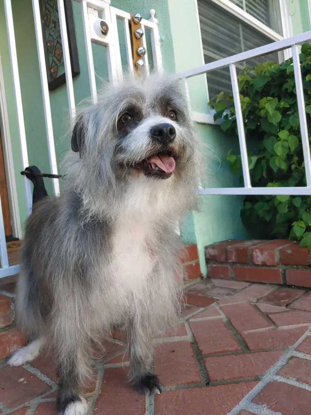 Pepper