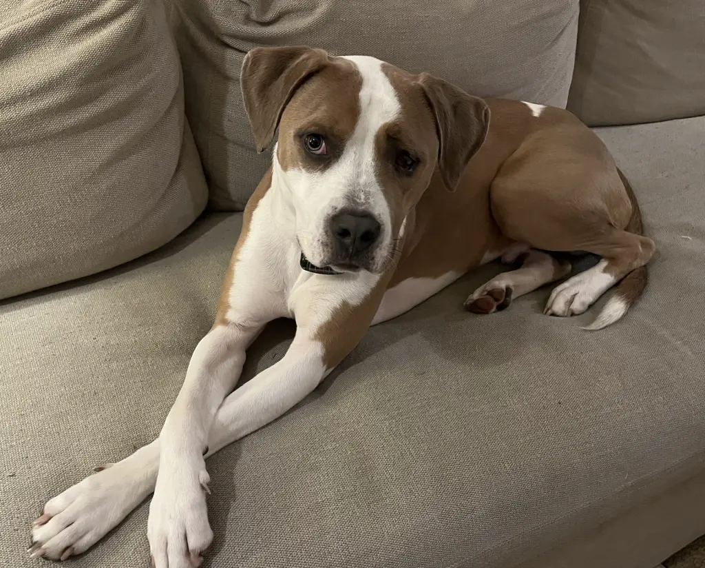 Norman Urgently needs Foster or Adopter