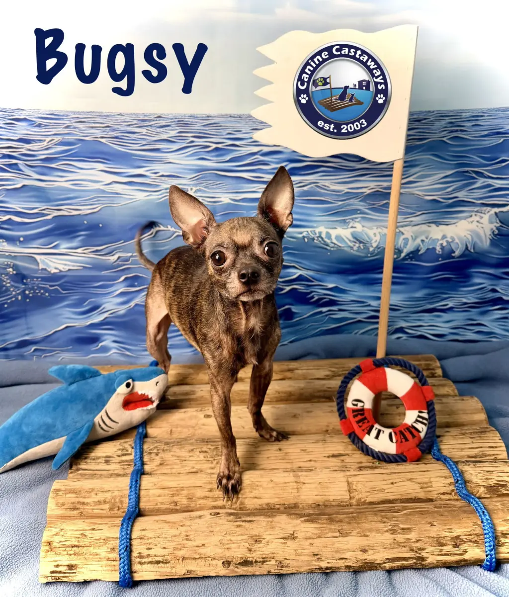 Bugsy