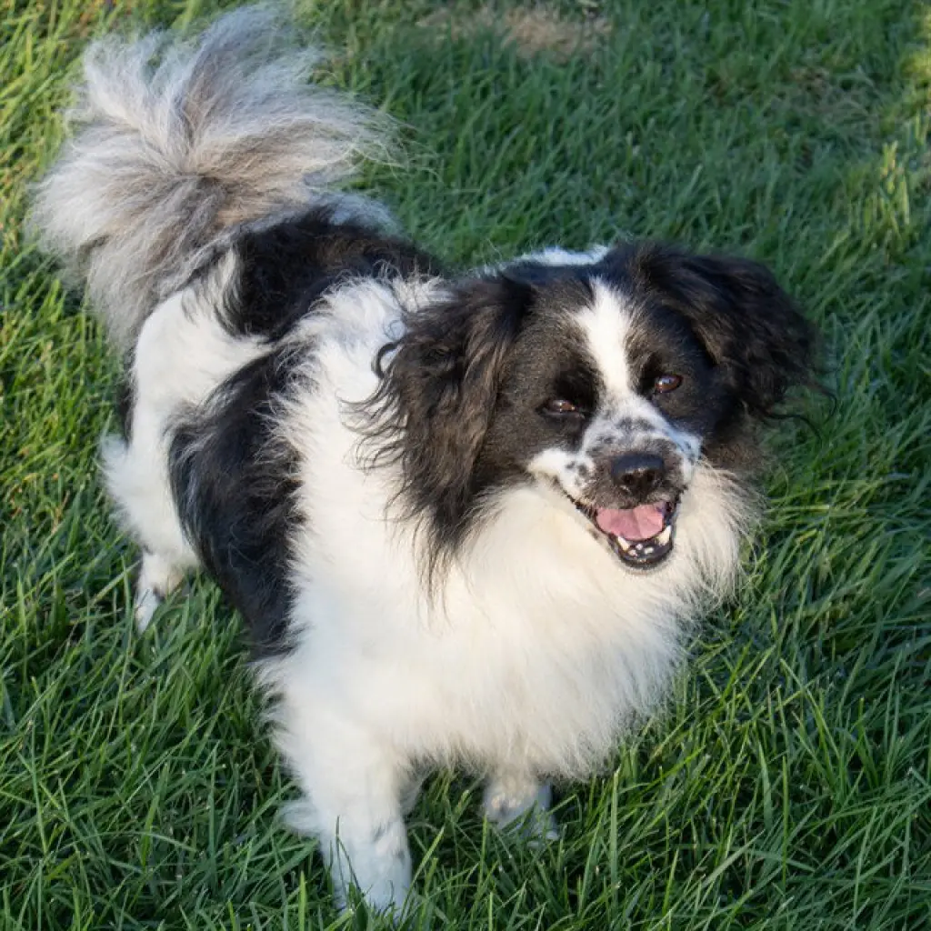 OREO