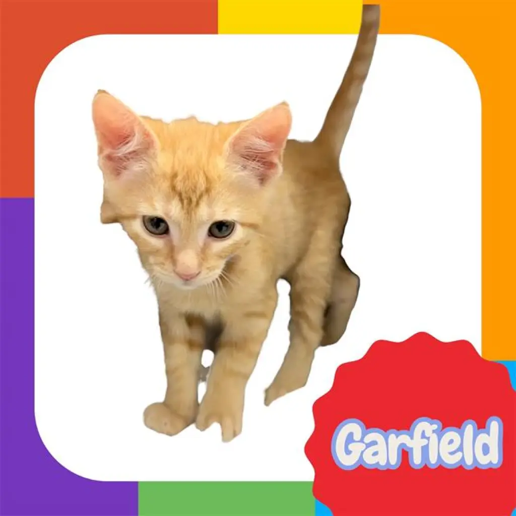 *GARFIELD