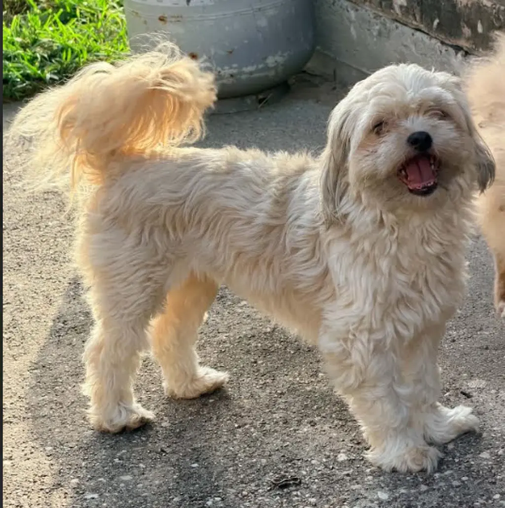 Suzy in TX
