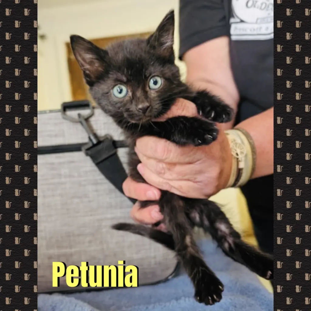 Petunia