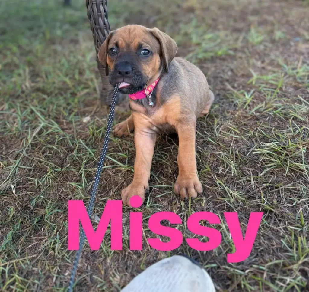 Missy