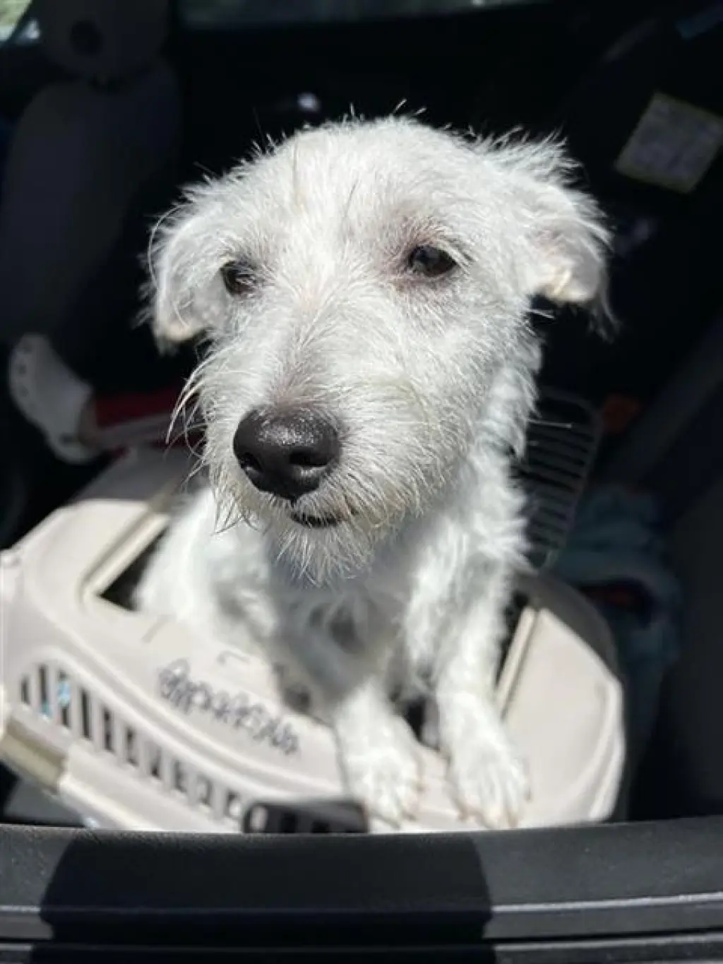 DOTTIE