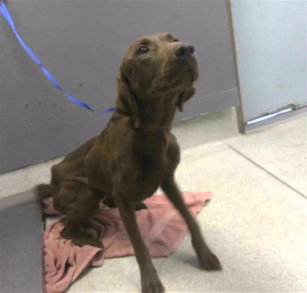 MAGGIE