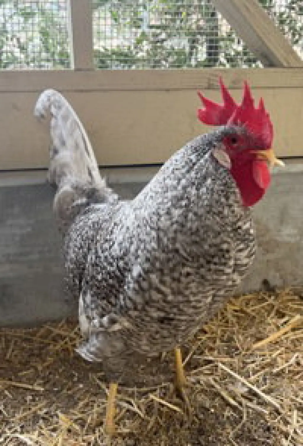 Edward Scissor Beak