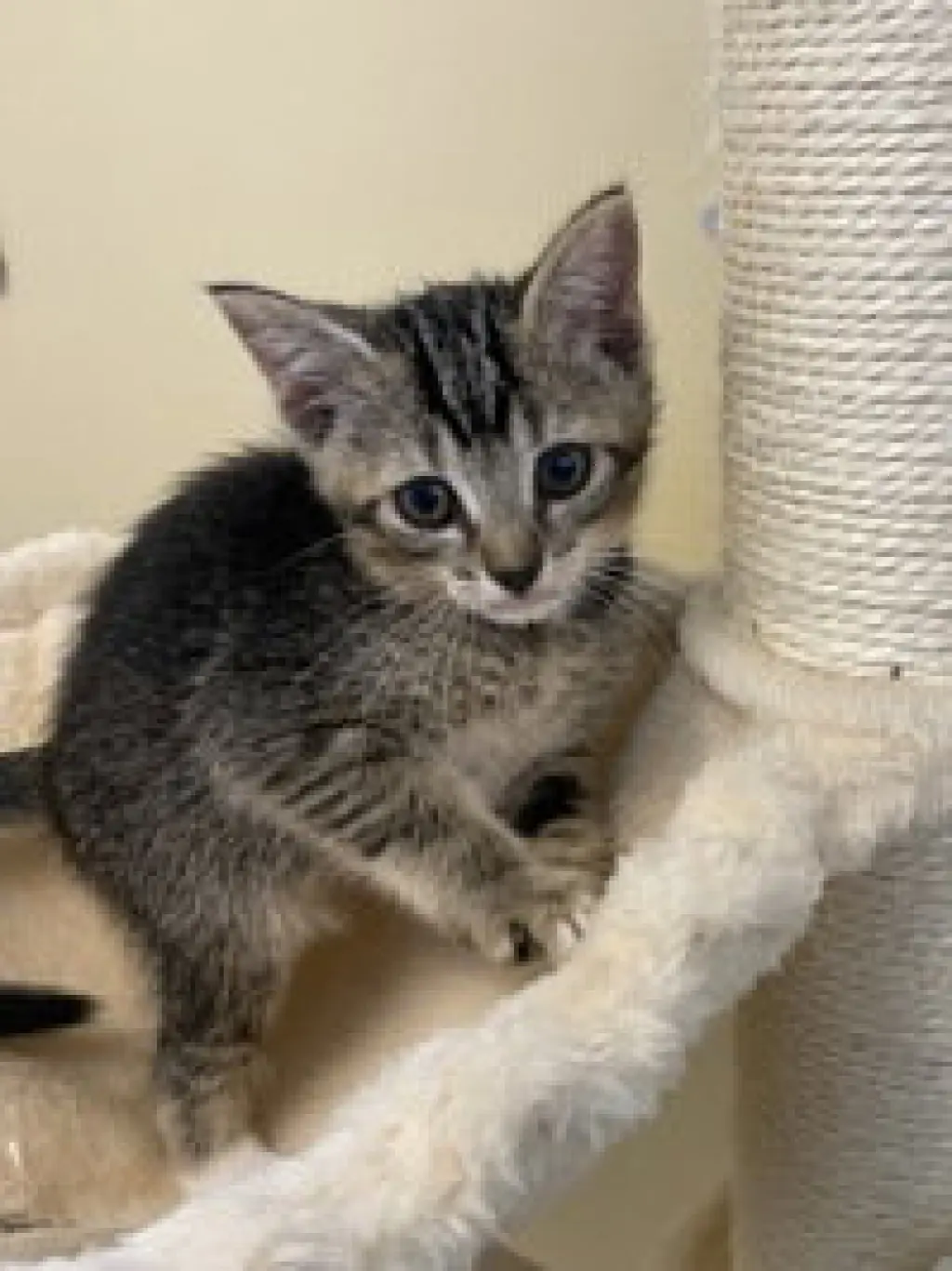 Tiny Tim