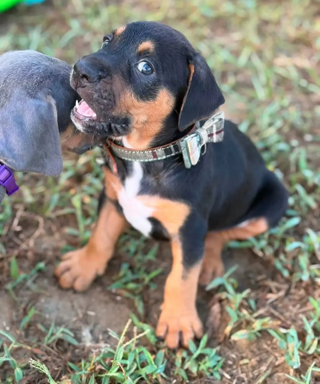 Bocephus