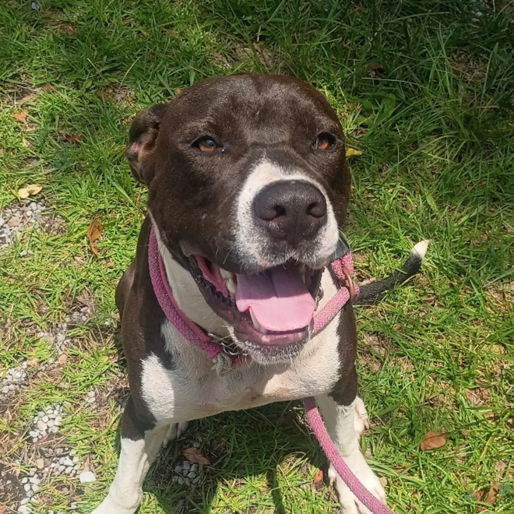 COSMO HOPE  LOWER FEE