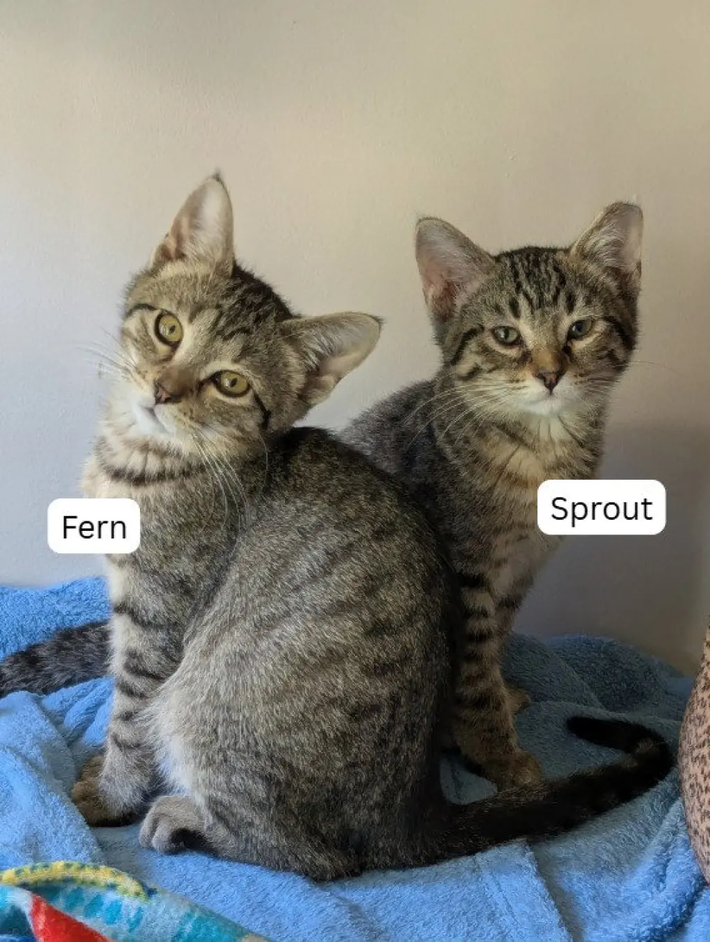 Sprout / Fern