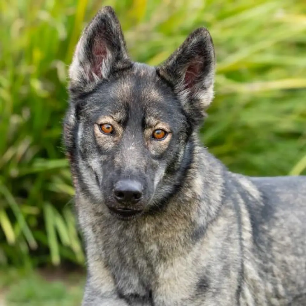 *LAKOTA